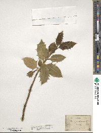 Ilex aquifolium image