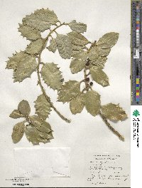 Ilex aquifolium image