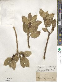 Ilex aquifolium image