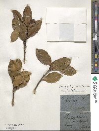 Ilex aquifolium var. balearica image