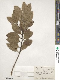 Ilex canariensis image