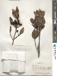 Ilex canariensis image