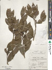 Ilex canariensis image