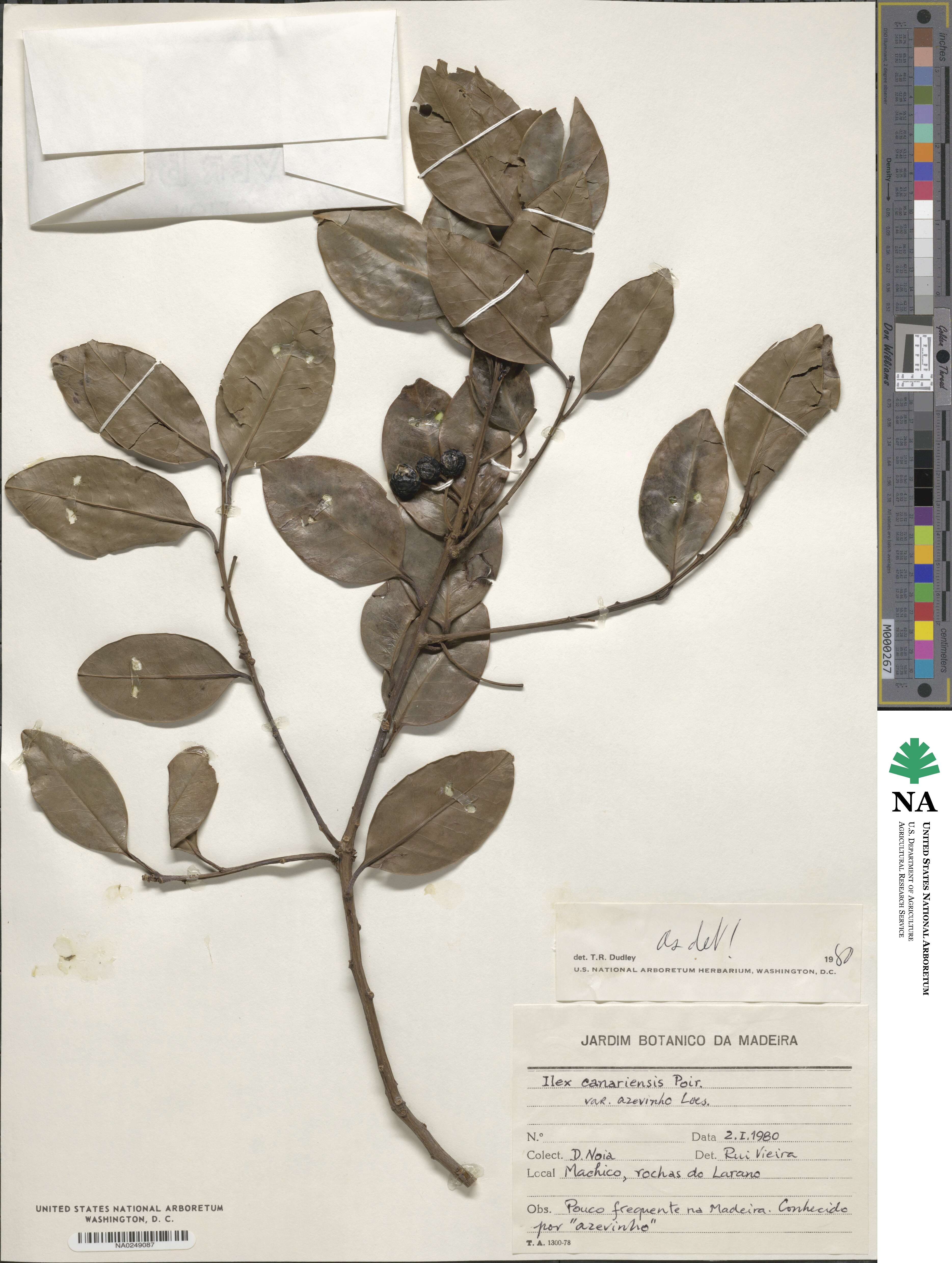 Ilex canariensis image