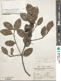 Ilex canariensis image