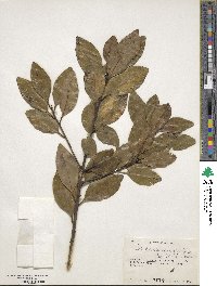 Ilex canariensis image