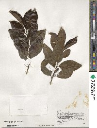 Ilex canariensis image