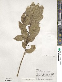 Ilex canariensis image