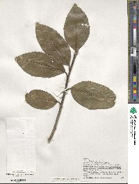 Ilex canariensis image