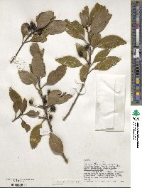 Ilex canariensis image