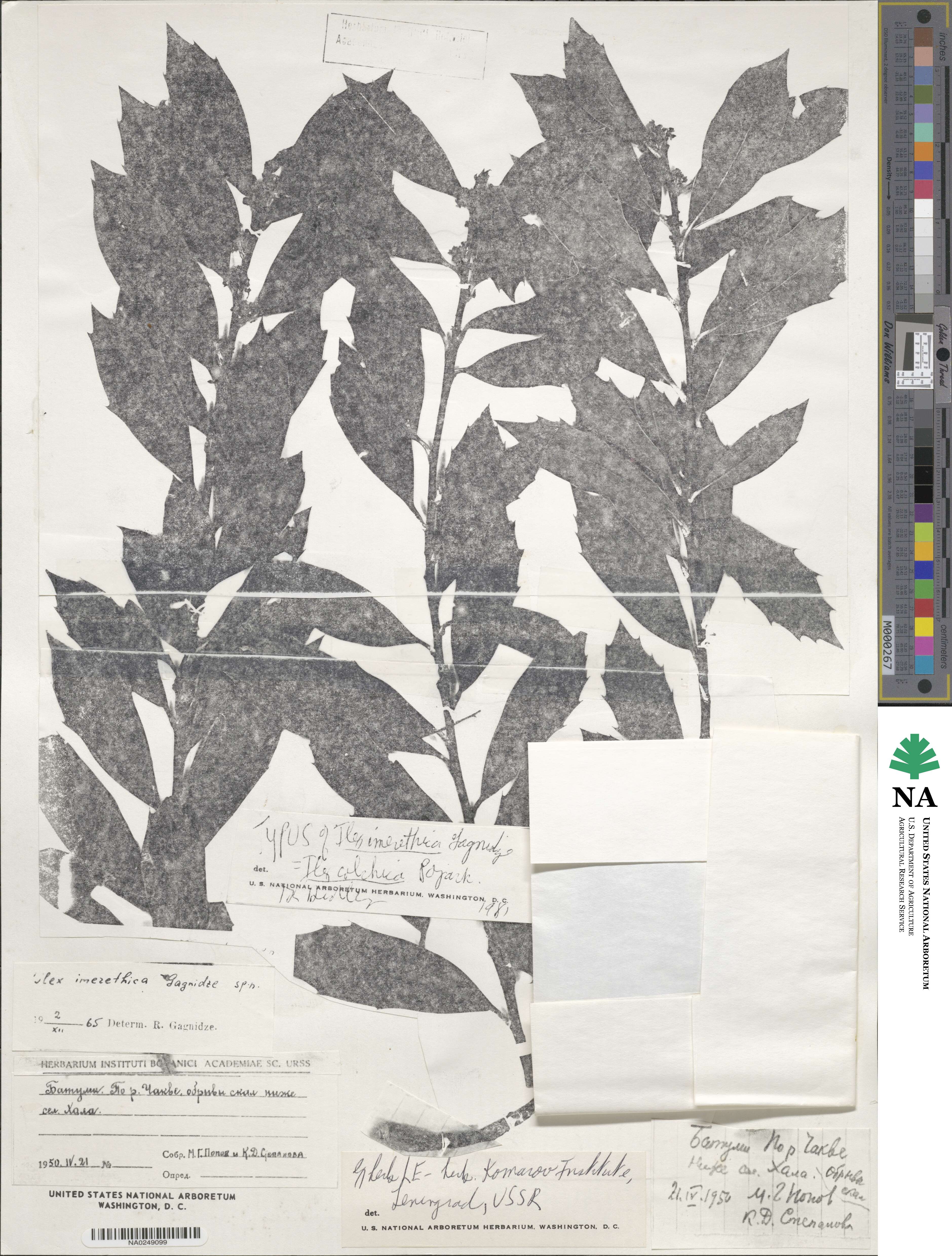 Ilex colchica image