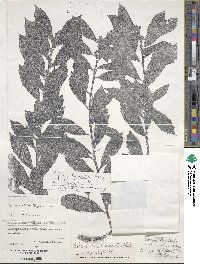 Ilex colchica image