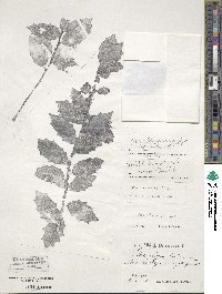 Ilex colchica image