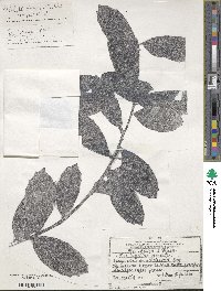 Ilex colchica image