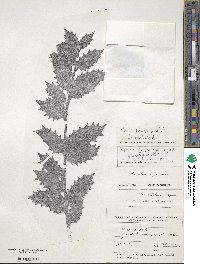 Ilex colchica image