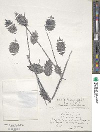 Ilex colchica image