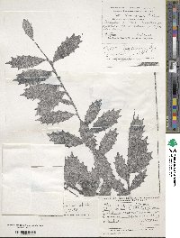 Ilex colchica image