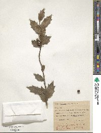 Ilex colchica image