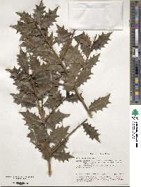 Ilex colchica image