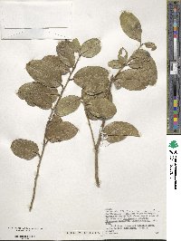 Ilex perado subsp. azorica image