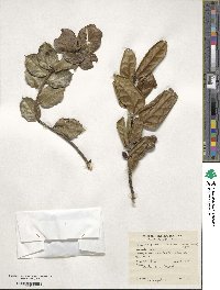 Ilex perado subsp. azorica image