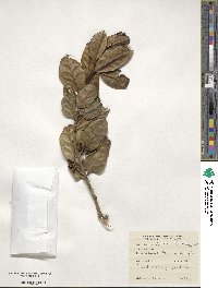 Ilex perado subsp. azorica image