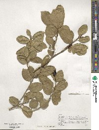 Ilex perado subsp. azorica image