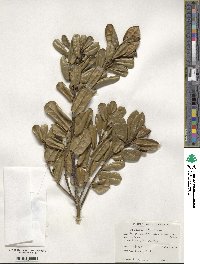 Ilex perado subsp. azorica image