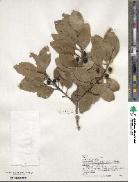 Ilex canariensis image