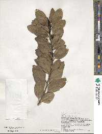 Ilex canariensis image