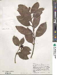 Ilex canariensis image