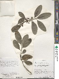 Ilex mitis image