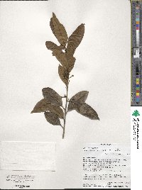 Ilex mitis image