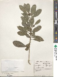 Ilex mitis image