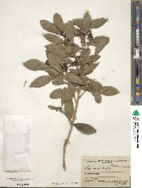 Ilex mitis image