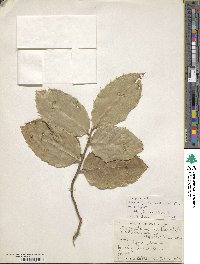 Ilex perado subsp. platyphylla image