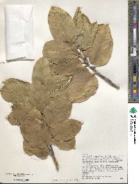 Ilex perado subsp. platyphylla image