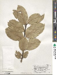 Ilex perado subsp. platyphylla image