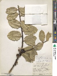 Ilex perado subsp. platyphylla image