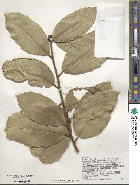 Ilex perado subsp. platyphylla image