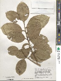 Ilex perado subsp. platyphylla image