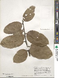 Ilex perado subsp. platyphylla image