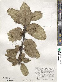 Ilex perado subsp. platyphylla image