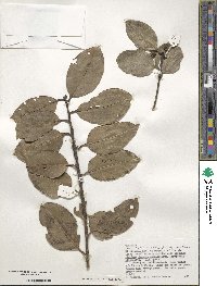 Ilex perado subsp. platyphylla image