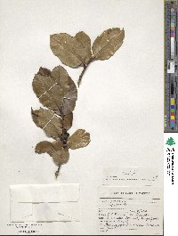 Ilex perado subsp. platyphylla image