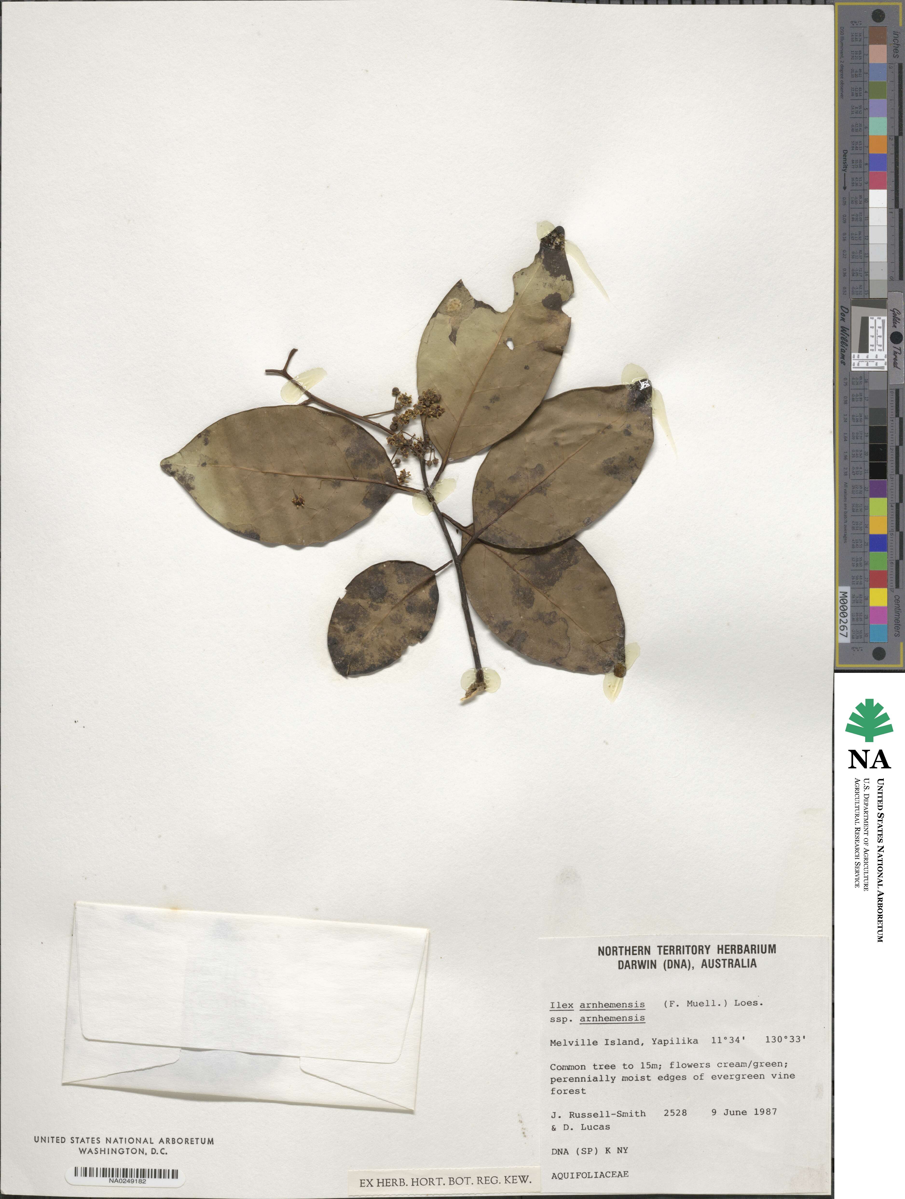 Ilex arnhemensis image