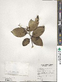 Image of Ilex arnhemensis