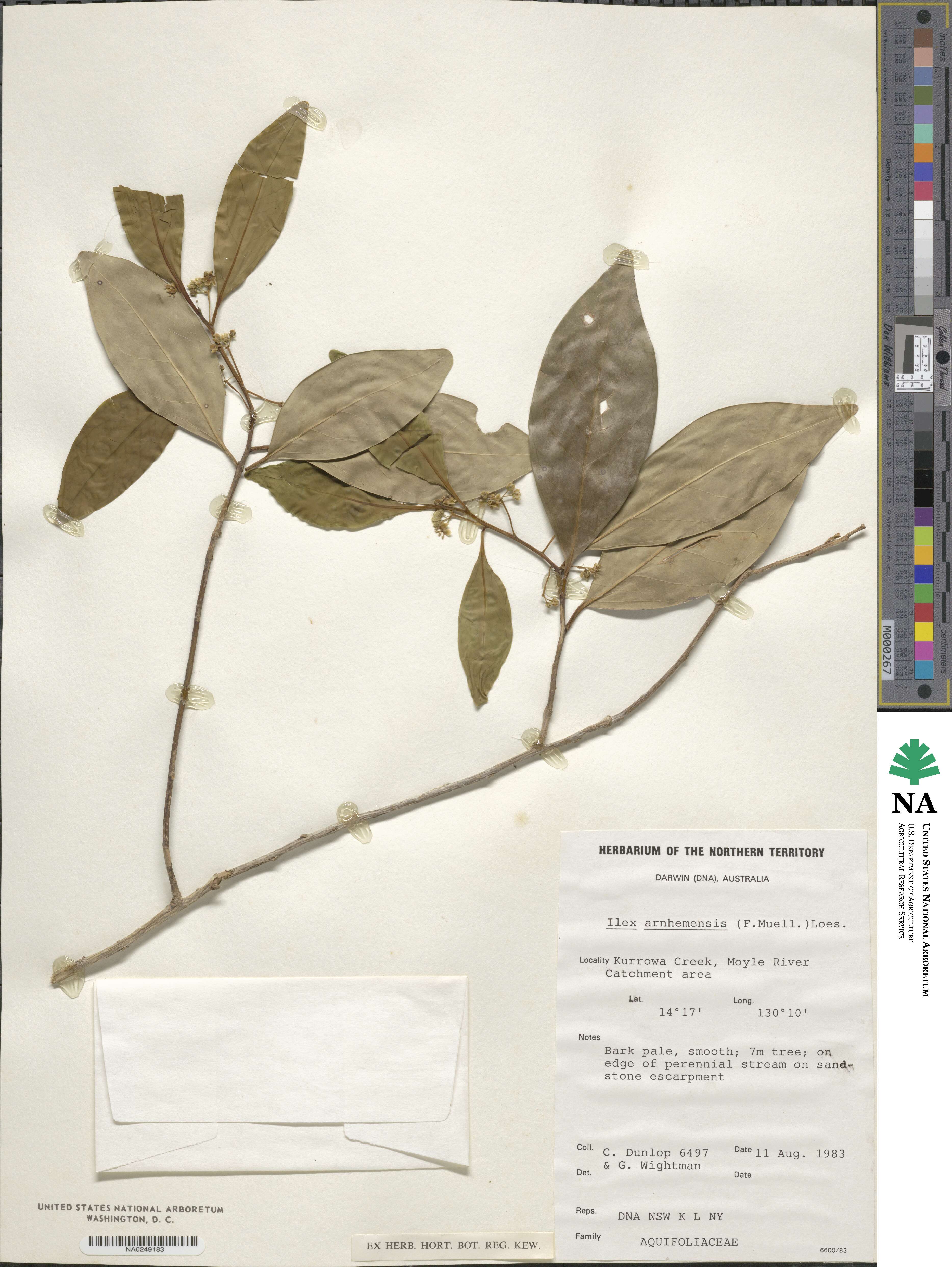 Ilex arnhemensis image