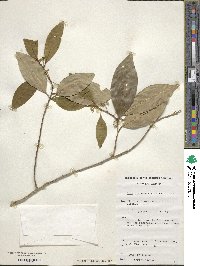 Ilex arnhemensis image