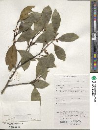 Ilex arnhemensis image